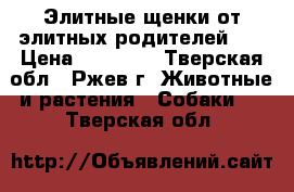 Элитные щенки от элитных родителей!!! › Цена ­ 15 000 - Тверская обл., Ржев г. Животные и растения » Собаки   . Тверская обл.
